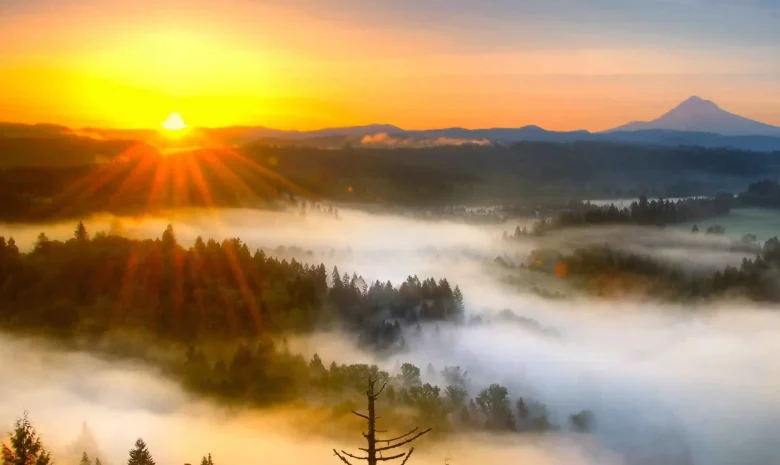 pagi_zon